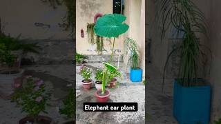 Giant colocasia gigantea elephant ear thai plant shorts youtubeshorts colocasia [upl. by Adiaros]