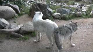 WC Video  22 September 2009  Wolf Exhibits are sensitive to noise and disturbance [upl. by Oreves458]