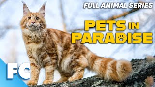 Pets In Paradise 1926  Season 2 Episode 06 One Cool Cat  Full Animal Pet Dog TV Show  FC [upl. by Assilanna]