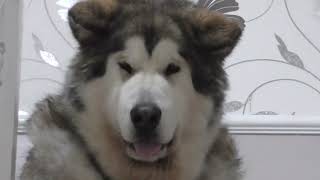 Jenson the Alaskan malamute i got upstairs ha ha [upl. by Brockie]