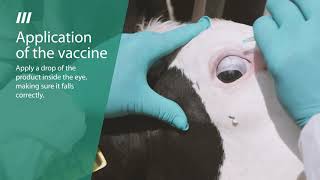 Application of the B19 CZV Ocular in dairy cattle [upl. by Fredra]