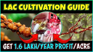 Lac Cultivation Process From Lac Insect Rearing and Lac Culture to the Art of Lac Harvesting [upl. by Uriisa]