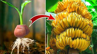 how to grow banana from using banana flower  how to grow banana in home garden  banana grafting [upl. by Attevad723]