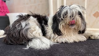 Cómo desenredar un perro lleno de nudos  Recuperación de Manto  La Casita de los Shih Tzu [upl. by Dirk]