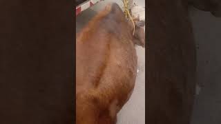 cow injured rescued [upl. by Arihs]