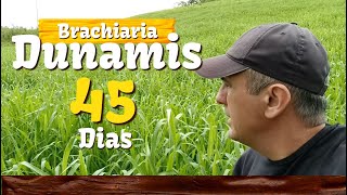 Brachiaria Dunamis INCRÍVEL 45 dias de plantio  Vd 65 [upl. by Romaine264]