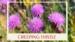 calm journey into the realm of creeping thistle Cirsium arvense canada thistle virtual tour [upl. by Watters]