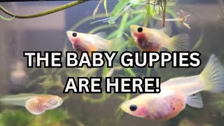 The Baby Guppies Are Here Guppy Fry [upl. by Gayelord]