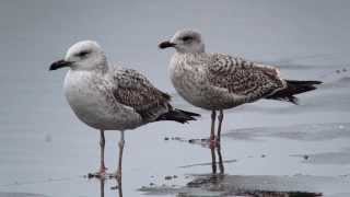 Mewa białogłowa i srebrzysta  Caspian Gull  Herring Gull [upl. by Thaine]