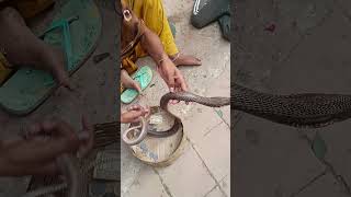 Touching naga pamu Indian 🐍 cobra [upl. by Alane318]