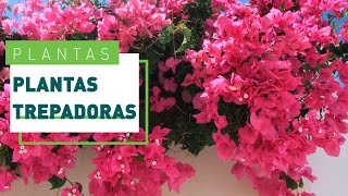 Plantas trepadoras con flores tipos y cuidados  Verdecora [upl. by Farmann]