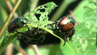 Japanese beetles feeding control with soapy water [upl. by Aninahs]