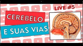 FISIOLOGIA DO CEREBELO  LIVE 5 [upl. by Sax]