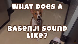 What Does a Basenji Sound Like [upl. by Tamma933]