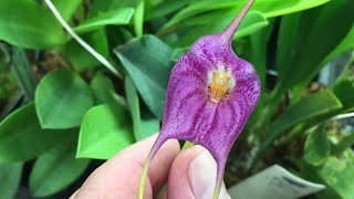 July Greenhouse Tour part 1 So many Orchids and Carnivorous plants [upl. by Lorolla]