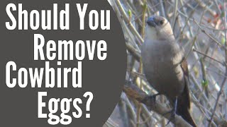 Should You Remove BrownHeaded Cowbird Eggs  Brood Parasitism [upl. by Calloway]