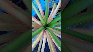 Bromeliads green ornamentalplants outdoorplant minmini [upl. by Denny]