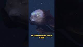 Barreleye Fish  RARE FOOTAGE UNVEILED amazing [upl. by Anaz]