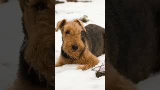 Elegance of the Airedale Terrier Exploring the Spirited charm of the Airedale Dog Dogs Dogfacts [upl. by Ojahtnamas917]