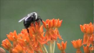 Bee pollinating butterfly weed flower [upl. by Saddler]