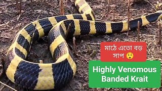 Highly Venomous Banded Krait  Snakes Video 4K  Snake found in Paddy Field  Technophotography [upl. by Dagall]