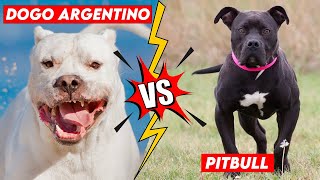 Dogo Argentino Vs Pitbull Fight [upl. by Enilram]