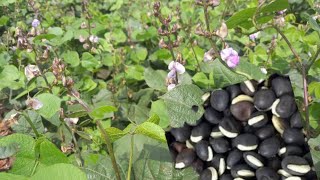 Dolichos lablab NJAHE a very Nutritous Crop NakuruKenya [upl. by Rosenkrantz]