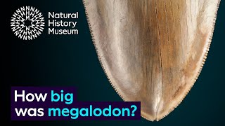 How big was megalodon and how do we know  Surprising Science [upl. by Adali]