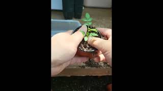 매타킹팜metaking 초피제피 분갈이 farmbonsaishortstree Zanthoxylum piperitum [upl. by Rew]