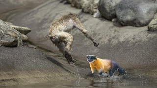 Yellow Throated Marten Attacking Monkey [upl. by Suaeddaht]