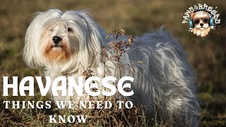 10 Reasons Why Havanese Dogs Make the Best Pets [upl. by Ehsiom807]