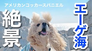 【絶景】アメリカンコッカースパニエル 子犬＊ わんことお出かけ♪日本のエーゲ海へ行ってみた [upl. by Bord]