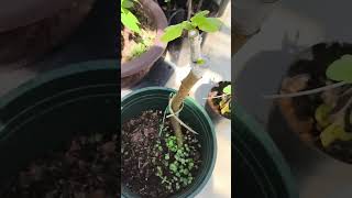 The Growth Journey of Fig Trees The Joy of Planting  Episode 140 [upl. by Elyrehc]