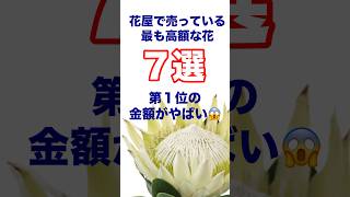 花屋で売っている最も高額な花7選〜1位の花の金額がやばい‼️ [upl. by Kielty366]