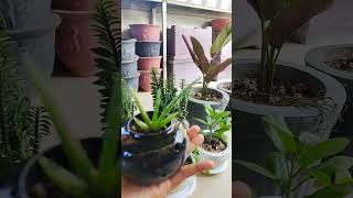 🌱🌵🪴 naturelife gardenplants plantyourlife plantlife gardentrees gardenflowers flowerspot [upl. by Nehtanoj]