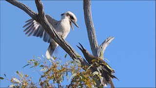 Kookaburra Bullied by Currawongs [upl. by Neiluj]