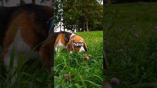 Surprising Beagle Secrets You Didnt Know beagle pets shorts [upl. by Leggett]