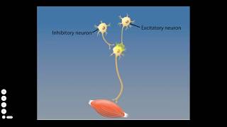 Tetanus Toxin [upl. by Eurd]