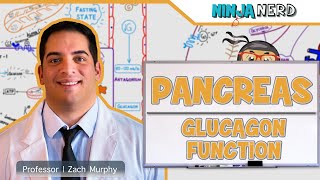 Endocrinology  Pancreas Glucagon Function [upl. by Moriah]