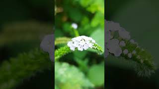 Indian Heliotrope plant [upl. by Norha]