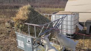 DIY No Waste Hay Feeder [upl. by Aenahs911]