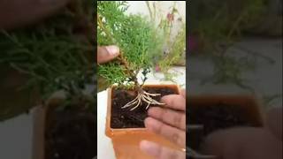 Thuja tree easiest method  How to grow thuja tree from cutting trending gardening youtubeshorts [upl. by Katharina]