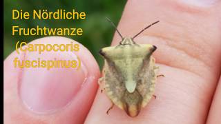 Die Nördliche Fruchtwanze Carpocoris fuscispinus [upl. by Ran]