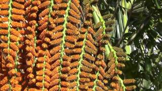 BURITI florida Palmeiradobanhado Mauritia flexuosa Alimento para a fauna silvestre [upl. by Wollis]