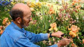 Caring for Bearded Iris Remove Spent Blooms [upl. by Adur]