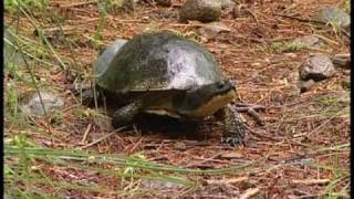 Blandings Turtles [upl. by Airahs]