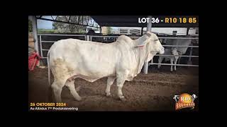 AU ALBIDUS BRAHMAN PRODUCTION AUCTION 26 OCT 2024 11H WARMBAD VEEMARK BELA BELA [upl. by Goodyear]