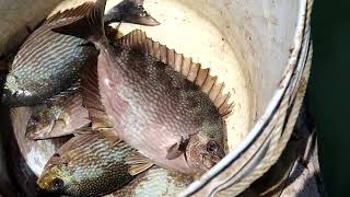 Fishing Stick Broken catching a Good Size of Rabbit Fish back to back [upl. by Oiromed]