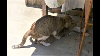 Cats Mating amp Screaming Loudly [upl. by Itsud394]