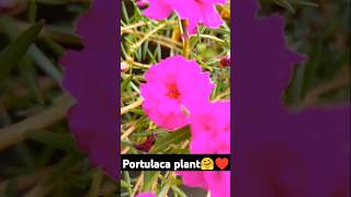 Portulaca plant 🤗♥️ biology diversityoflife lifescience botany taxonomy Kukubiology [upl. by Granny120]